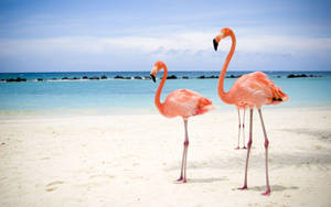 Flamingos In The Beach Wallpaper