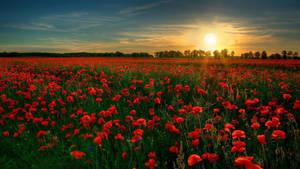 Flanders Poppy Field Wallpaper