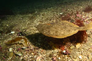 Flatfish Camouflagedon Ocean Floor Wallpaper