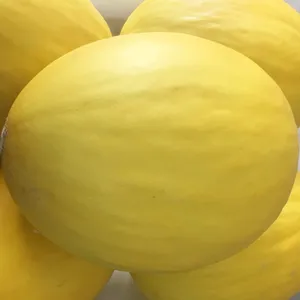 Flawless Canary Melon Wallpaper