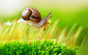 Floating Brown Snail Wallpaper