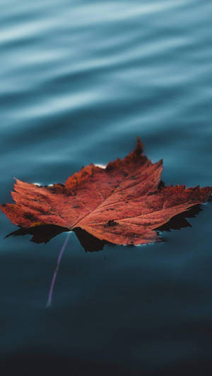 Floating Maple Leaf Wallpaper