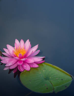 Floating Sacred Lotus Flower Wallpaper