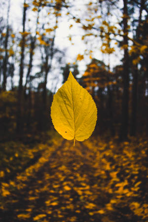 Floating Yellow Autumn Leaf Wallpaper