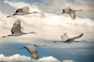 Flock Of Beautiful Birds Wallpaper