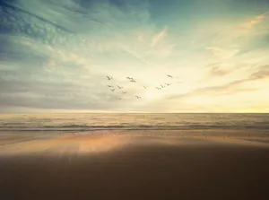 Flock Of Birds Over Sea Nature Wallpaper