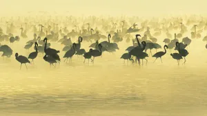 Flock Of Flamingo Silhouette In Lake Wallpaper