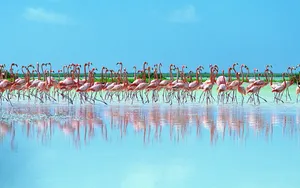Flock Of Flamingos In Shallow Waters Wallpaper