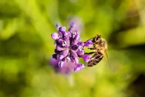 Flower 4k And Bee Wallpaper