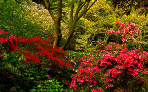 Flower Garden Pink And Red Flowers Wallpaper