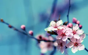 Flower Hd Cherry Blossom Flowers Wallpaper