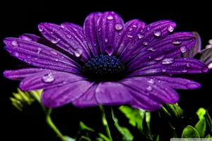 Flower Hd Violet Flower Wallpaper