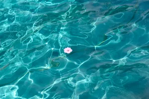 Flower On Navy Blue Water Wallpaper