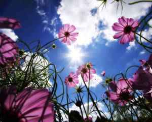 Flower On The Field Wallpaper