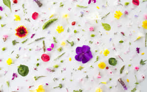 Flower Petals And Leaves Pattern Nice Desktop Wallpaper