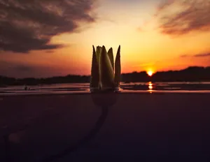 Flower Submerged Underwater At Sunset Wallpaper