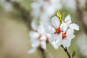 Flowers 4k Almond Blossoms Wallpaper