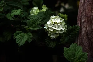 Flowers 4k Oakleaf Hydrangea Wallpaper