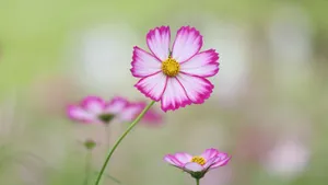 Flowers 4k Pretty Pink Blooms Wallpaper