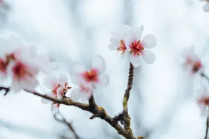 Flowers 4k White Almond Blossoms Wallpaper