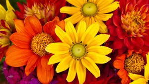 Flowers 4k Yellow And Orange Gerberas Wallpaper