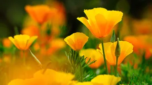 Flowers 4k Yellow Tulips Wallpaper