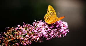 Flowers And Butterflies Hd Landscape Wallpaper