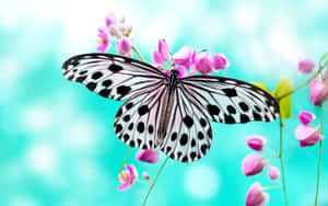 Flowers And Butterflies Wings Spread Wallpaper