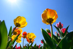 Flowers In Spring Wallpaper