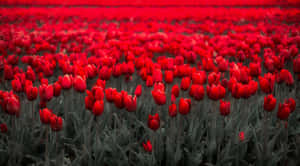 Flowers Nature Red Tulips Wallpaper