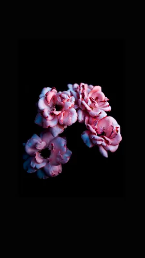 Flowers On Black Background Wallpaper