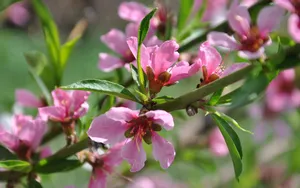 Flowers, Summer, Branch Wallpaper