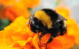 Fluffy Bee On A Flower Wallpaper