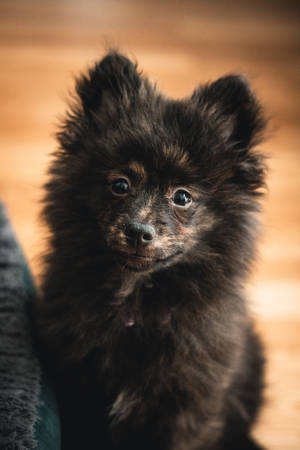 Fluffy Black Pomeranian Puppy Wallpaper