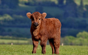 Fluffy Brown Cow Wallpaper