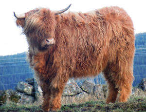 Fluffy Highland Cow Wallpaper