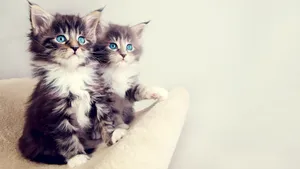 Fluffy Kittens With Blue Eyes Wallpaper