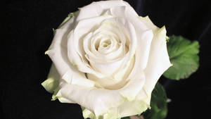 Fluorescent White Rose And Black Background Wallpaper