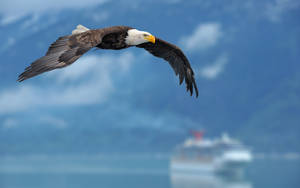 Flying Bald Eagle With Boat Wallpaper