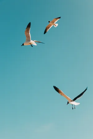 Flying Bird Black-headed Seagulls Wallpaper