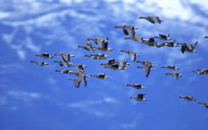 Flying Bird Flock Of Barnacle Geese Wallpaper