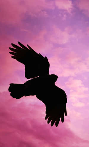 Flying Bird In Pink Sky Wallpaper