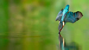 Flying Bird Kingfisher Wallpaper