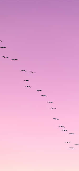 Flying Bird Trailing In Pink Sky Wallpaper