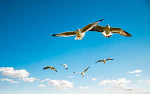 Flying Bird White Albatross Wallpaper