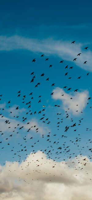 Flying Birds Migration Wallpaper