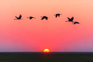 Flying Birds Over A Sunset Wallpaper