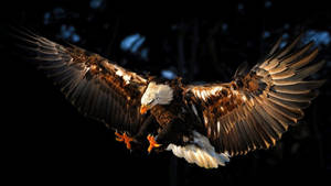 Flying Eagle At Night Wallpaper