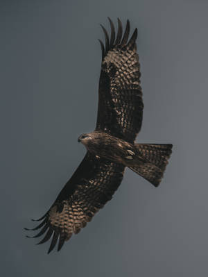 Flying Falcon In Sky Wallpaper