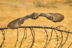 Flying Grey Owl Wallpaper